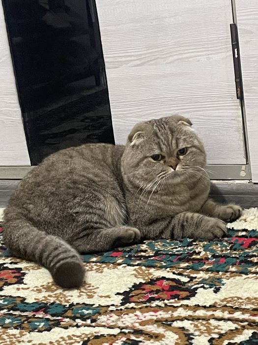 Skottish fold jigarrang laqabi yuq srochno sotiladi Navoi