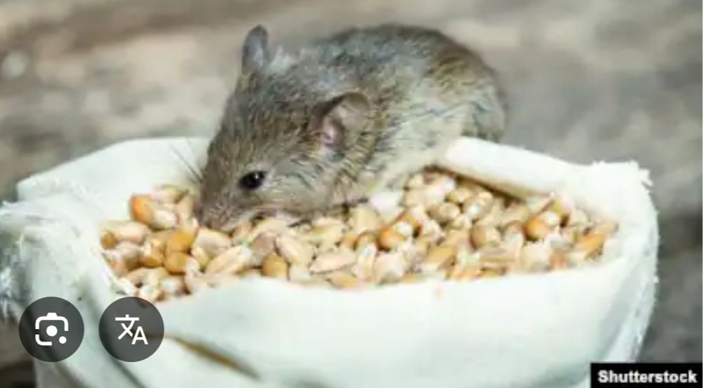 Kalamush dori Крыса дори Sichqon dori