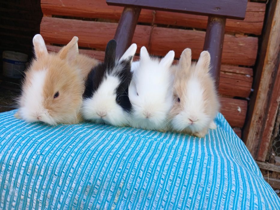 Iepurași pitici colorati