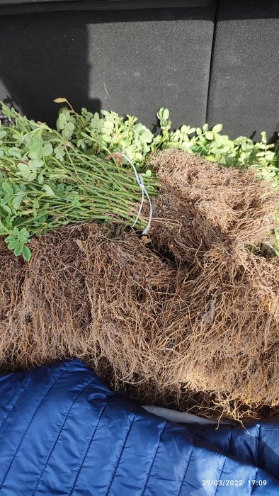 Butasi de trandafiri pentru Dulceata si ulei-Roza damascena