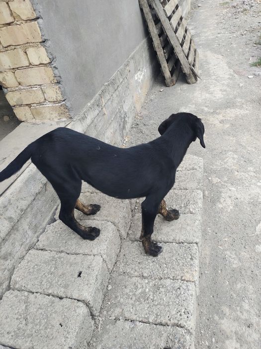 Qozoqi kuchuk.казашка собакa