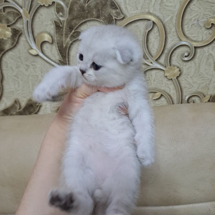 Котёнок от правильной вязки