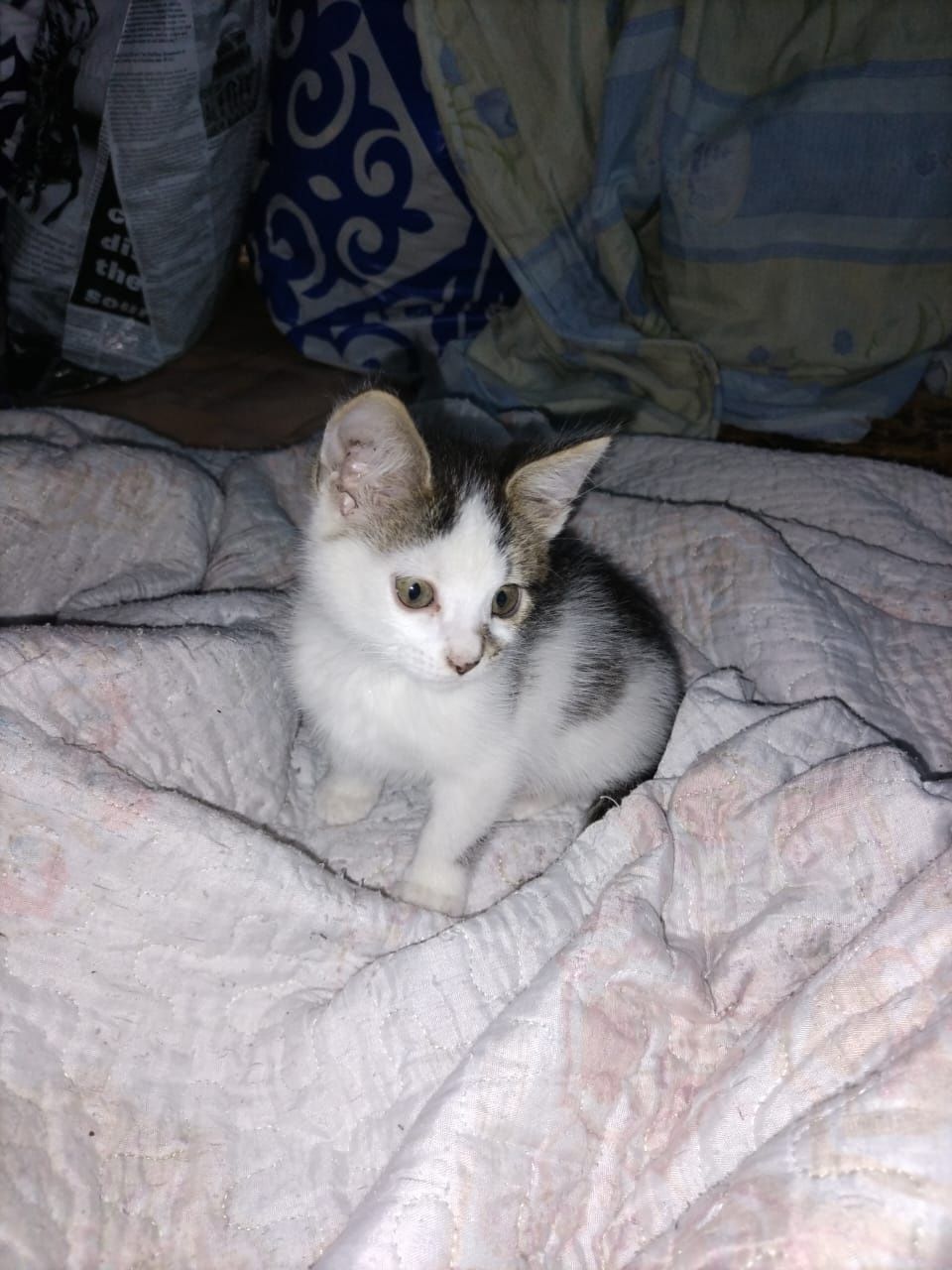 Отдам котенка, девочка