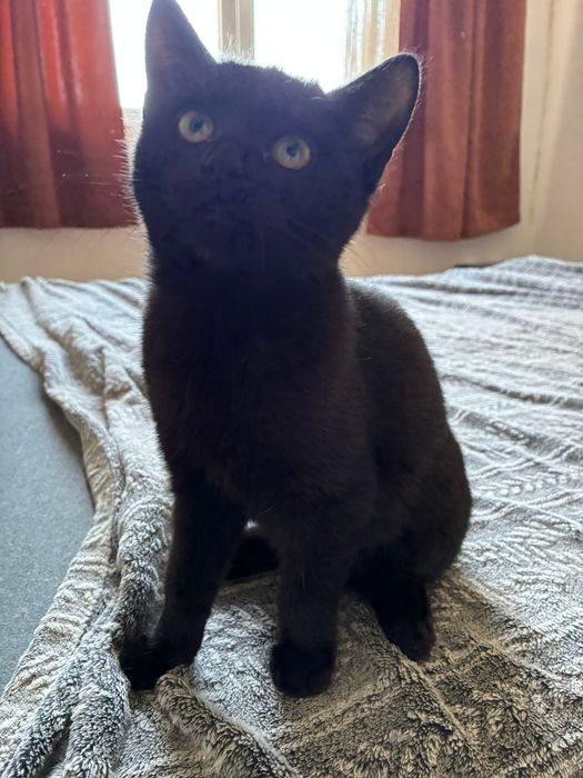 pisicuta  prietenoasa Lyra cauta familie iubitoare