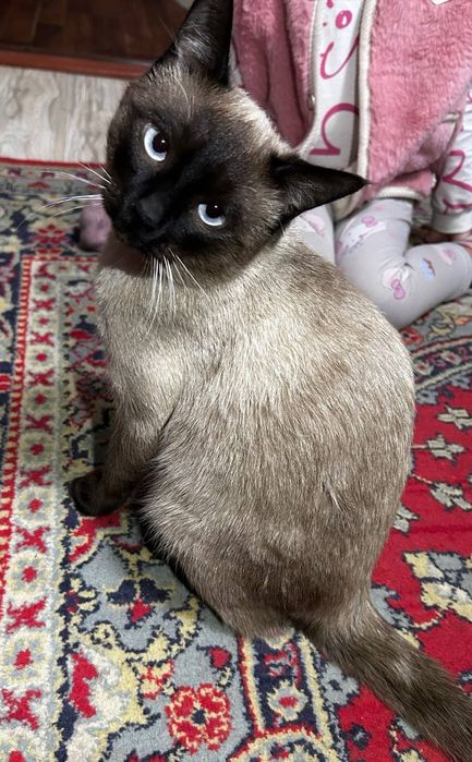 Сиямиский кошка домашний