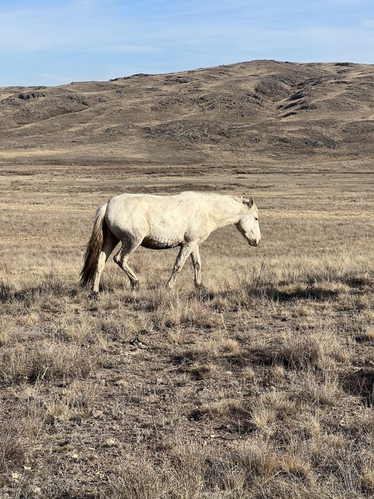 Кунан Байтал согым