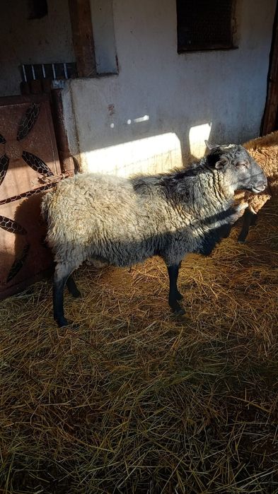 Vând sau schimb berbec Romanov