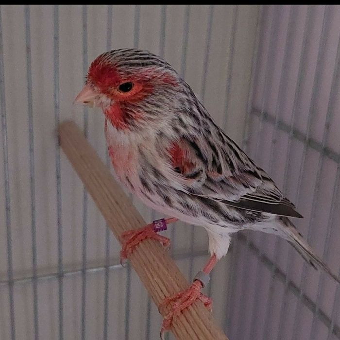 canari tineret,masculi,femele ,hibrizi