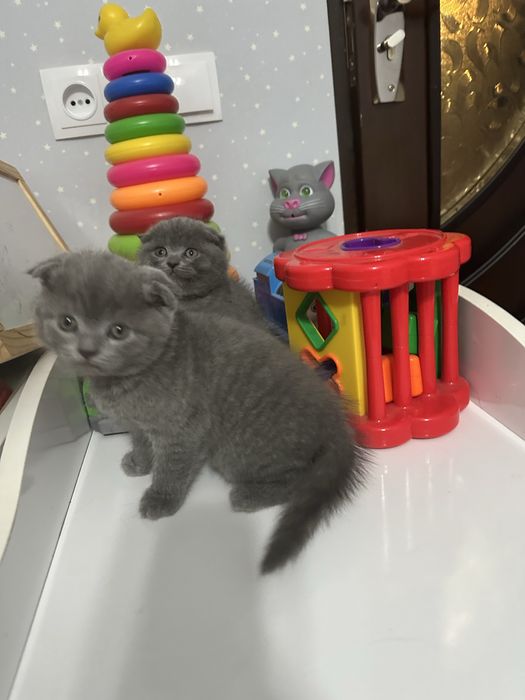 Продаются котята