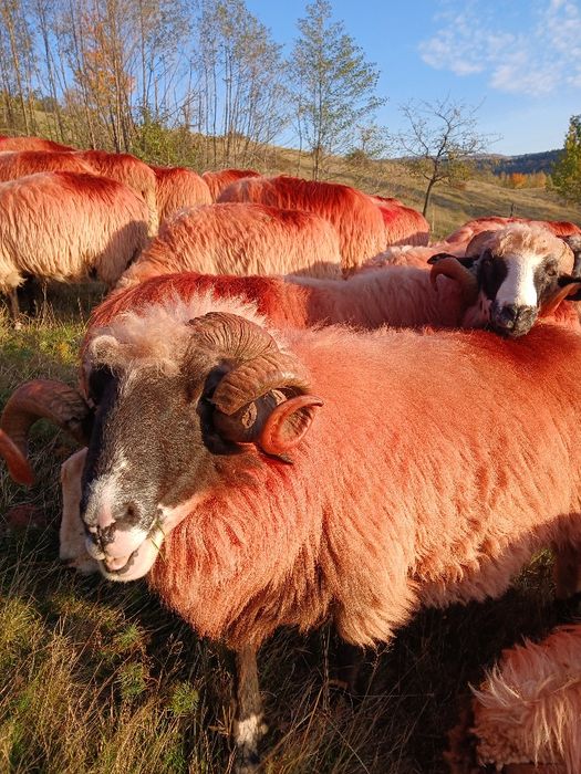 Vând 8 oi țurcane și 2 berbeci