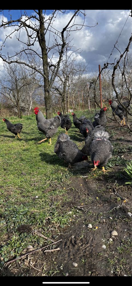 Vand găini și ouă incubatie din rasa Plymouth Rock Barat