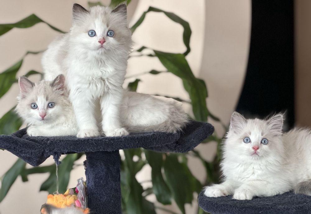 Регдол  / Ragdoll /  котенца