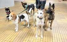 Cazare hotel caini petsitter pentru patrupedul tău