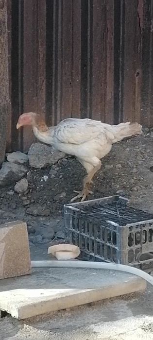 Продам даканку...