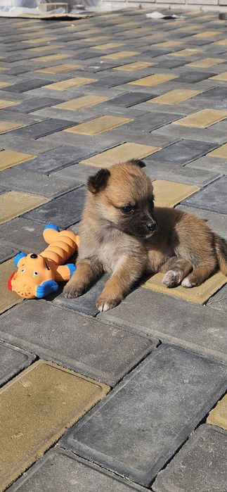 Щеночки в поиске дома