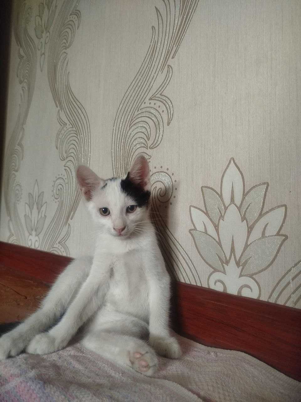 Отдам котёнка в добрые руки. Бесплатно.  Мушукча бепул берилади