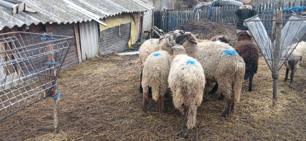 Vand berbecuti de prasila sau de tăiat.