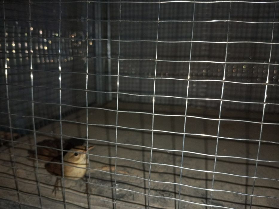 Qo'ylar sotiladi