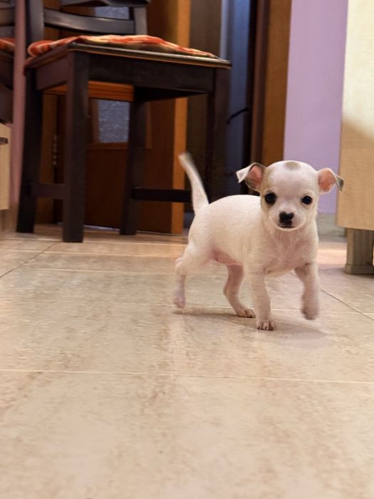 Продавам чихуахуа