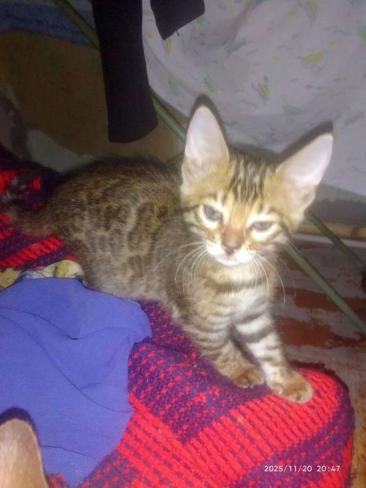 Чистокровные бенгальские котята.