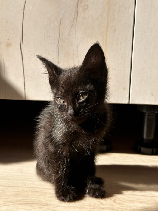 Отдам котенка в добрые руки