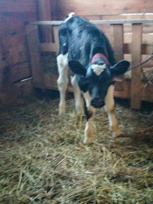 De vânzare vaca cu lapte