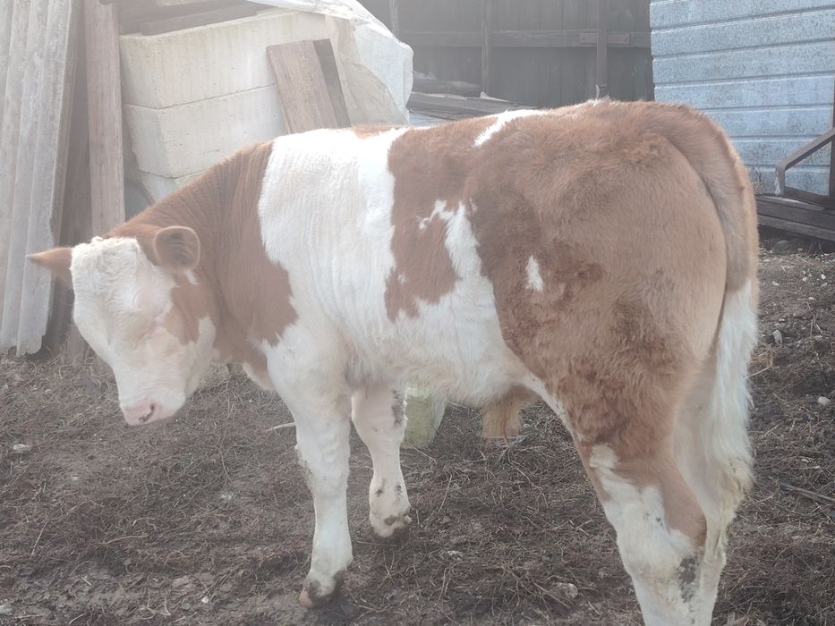 Vând vițel 3luni jumate