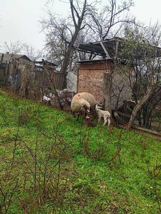 3 oi de vânzare cu miei langa ele