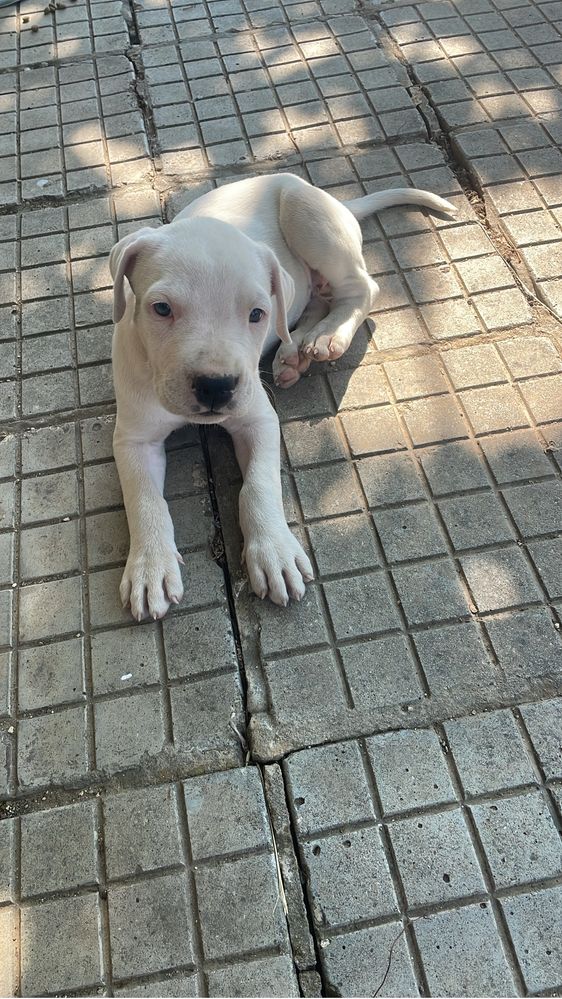 Dogo arjentino na 3 meseca