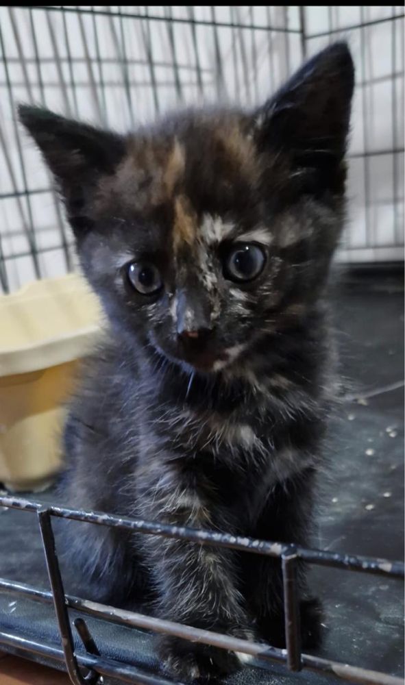 котенок бесплатно