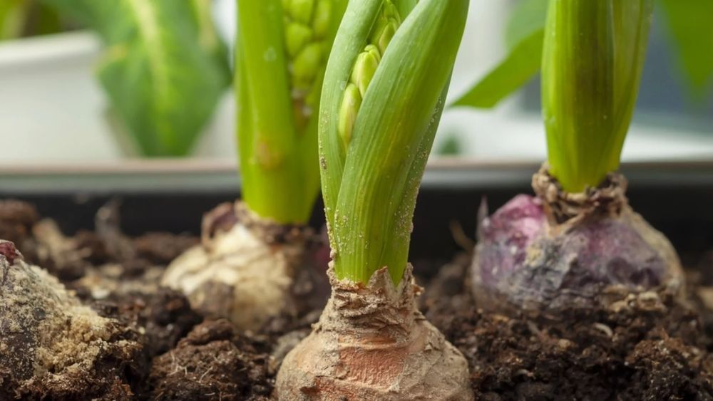 Луковици лалета, нарциси, кокичета есенен минзухар, зюмбюл ,50  стотин