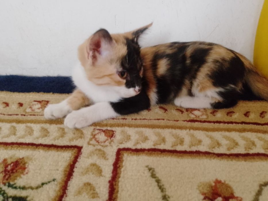 Кошечки маленькие