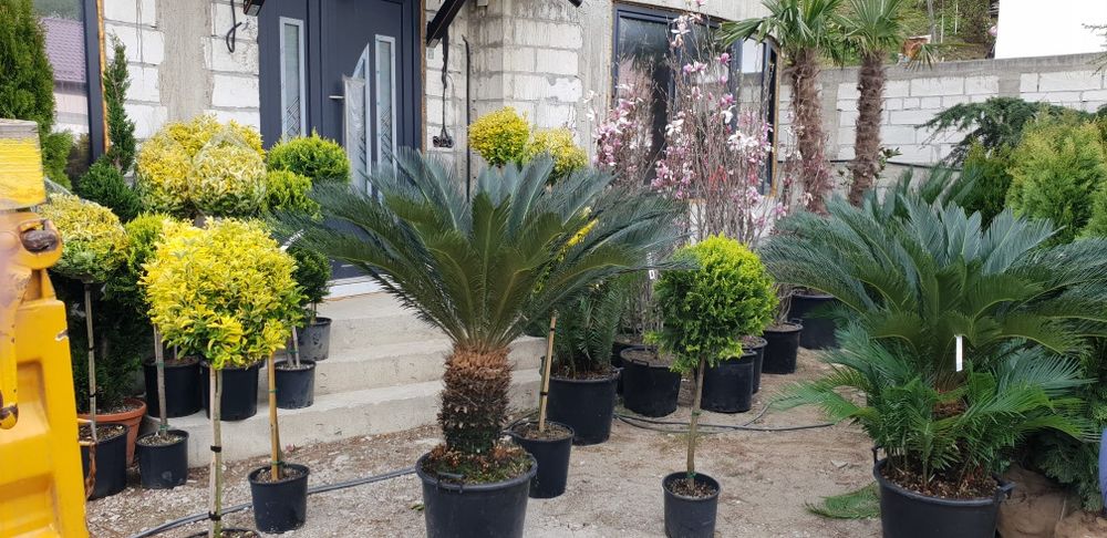 Palmier cycas avem mai multe dimensiuni