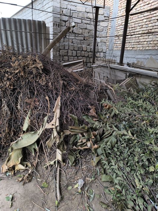 Дрова бесплатно отдам