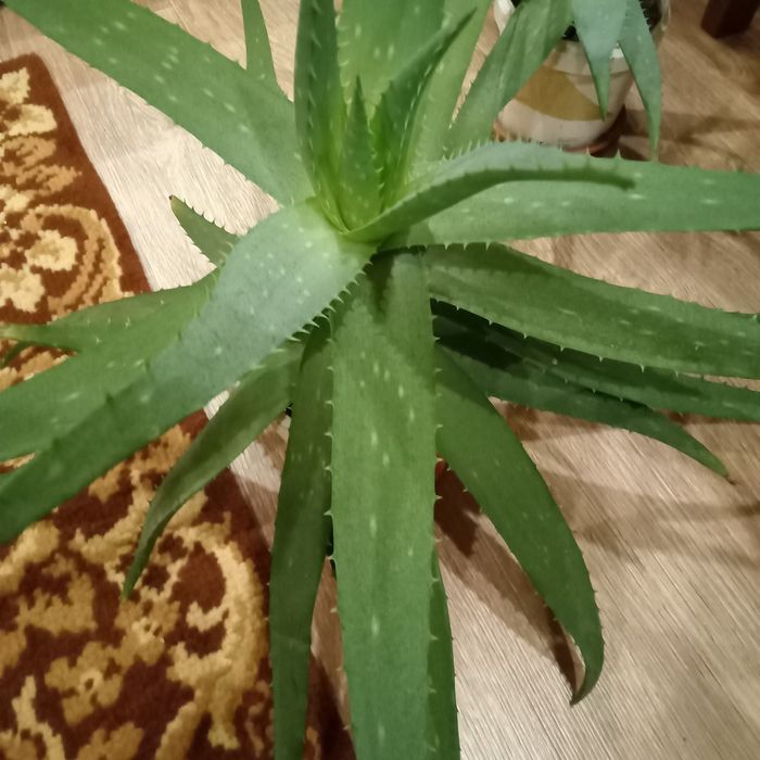 Алоэ Вера больше 3лет , берите пока есть