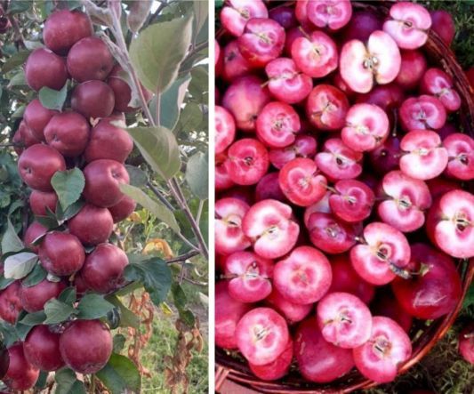 Măr (Soiul Red Love )