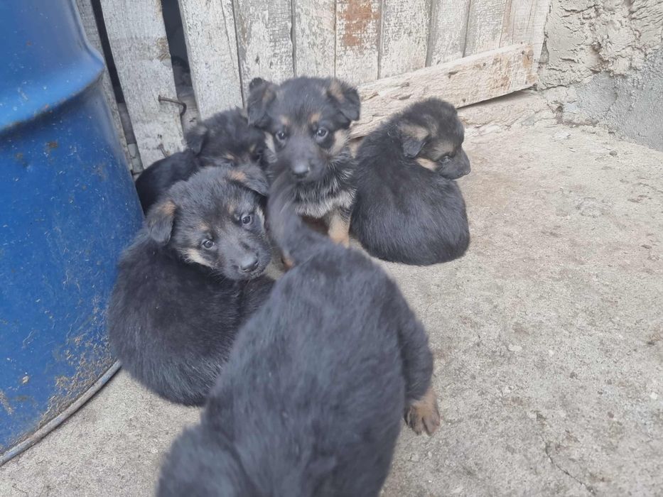 Продавам немски овчарки