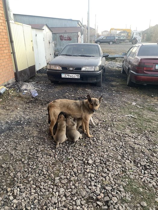 Щенки в добрые руки