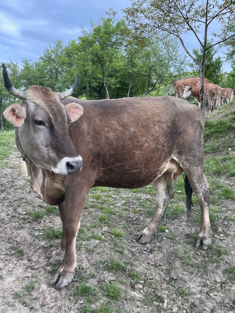 Vând vaca brună de Maramureș