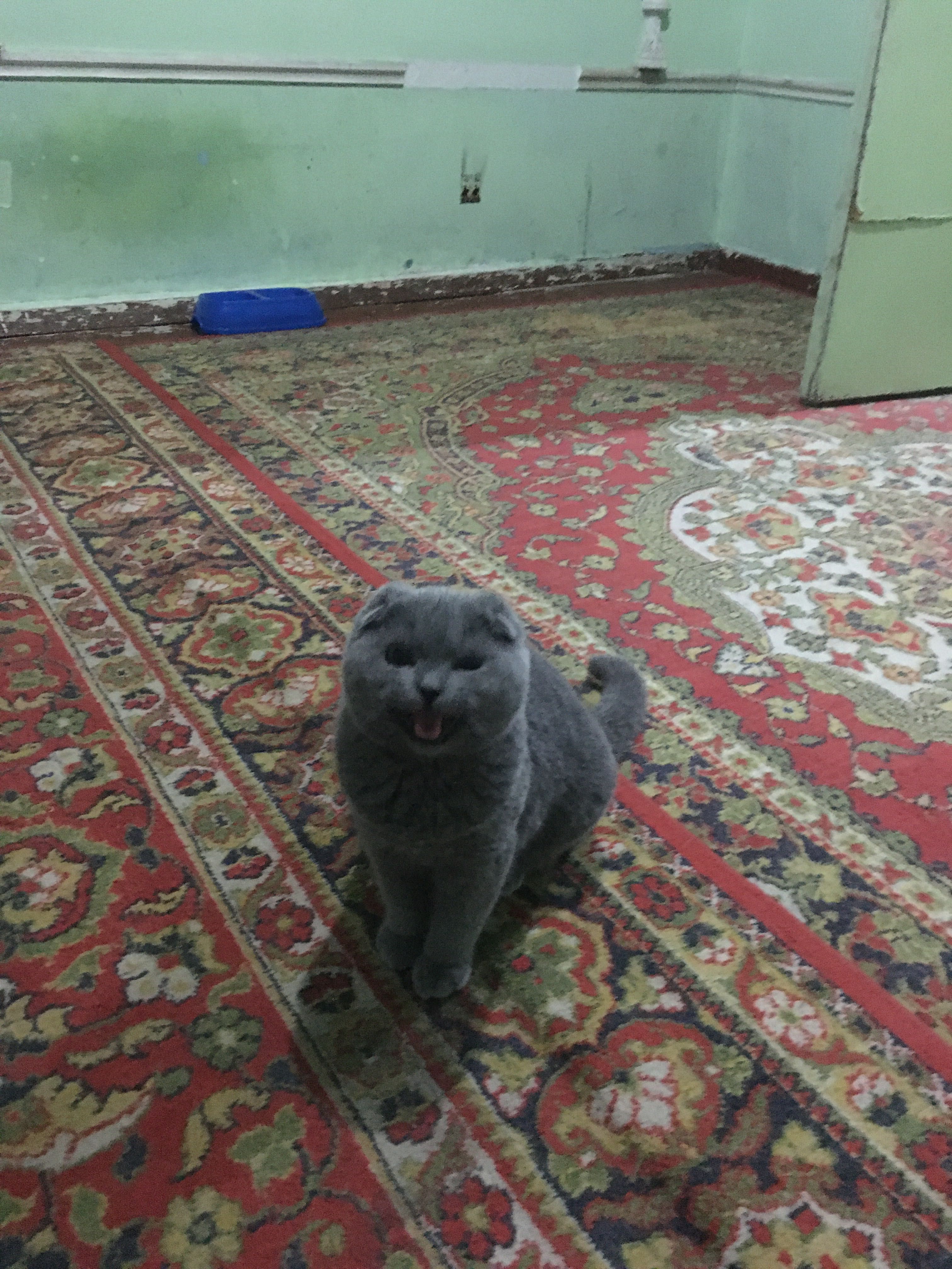 Андижонда сотиладиган мушук