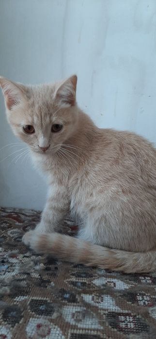 Котенок мальчик домашний