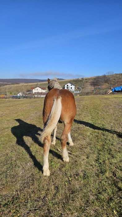 Vând mânz foarte frumos
