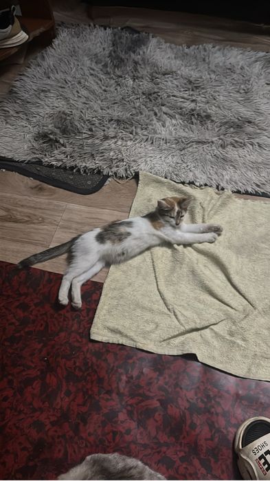 Котята в добрые руки.