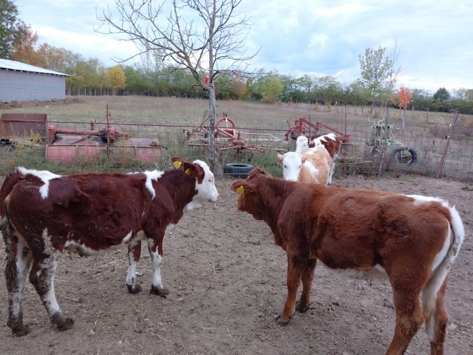 Vand vitei baltata romaneasca