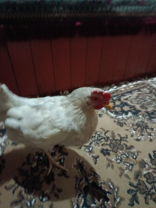 Tovuq tuxum qoʻyadi