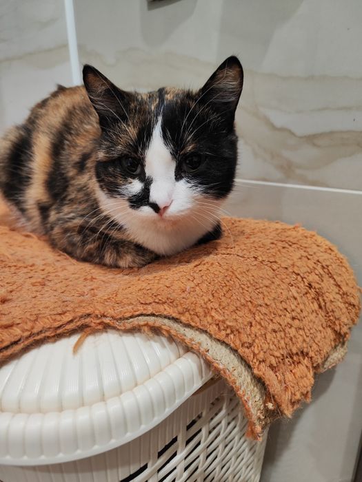 Ищем дом и любящих хозяев для молодой кошечки.