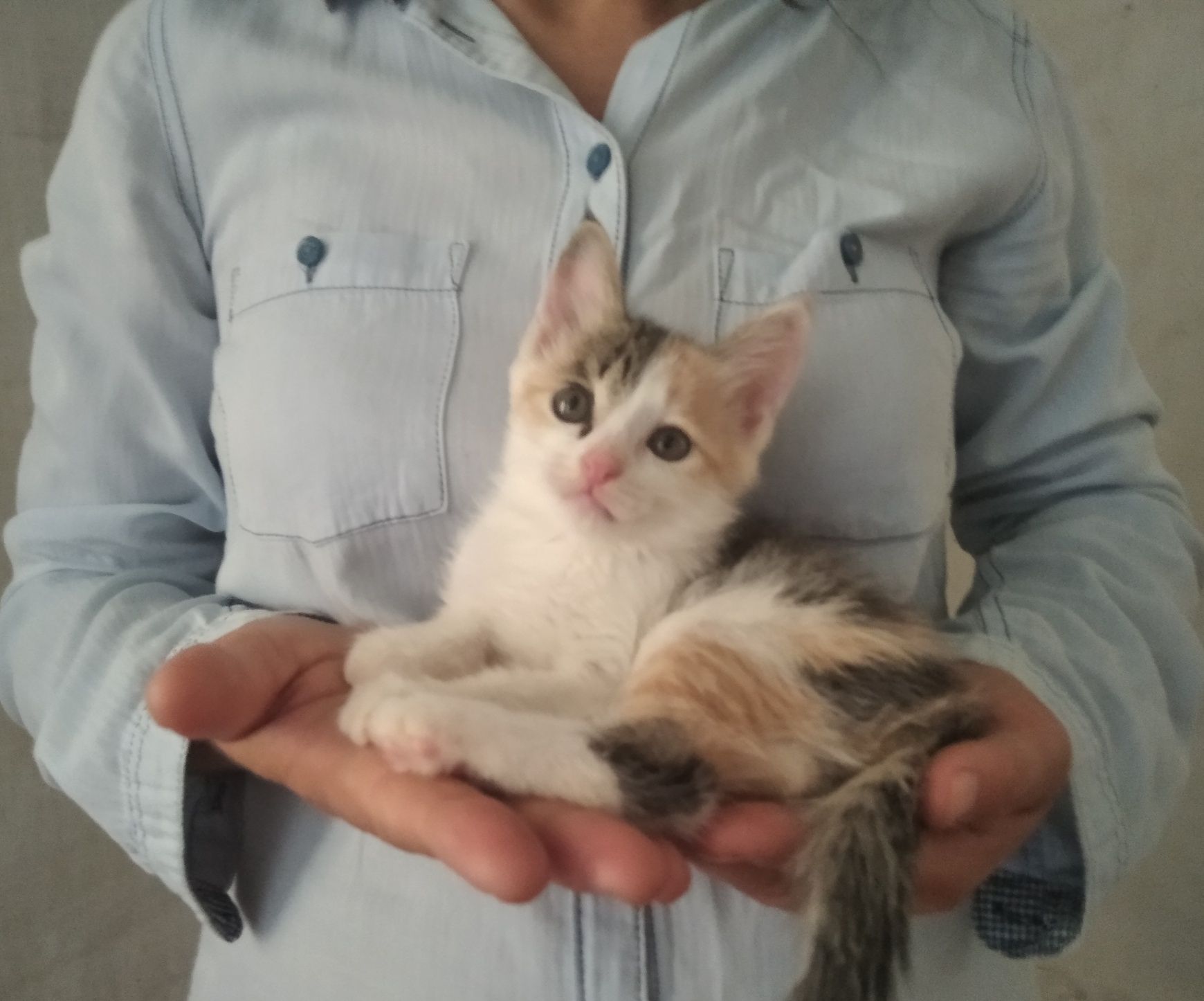 Котята,только ответственным людям!