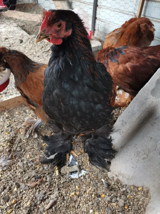 Vând cocosi rasa Strumski