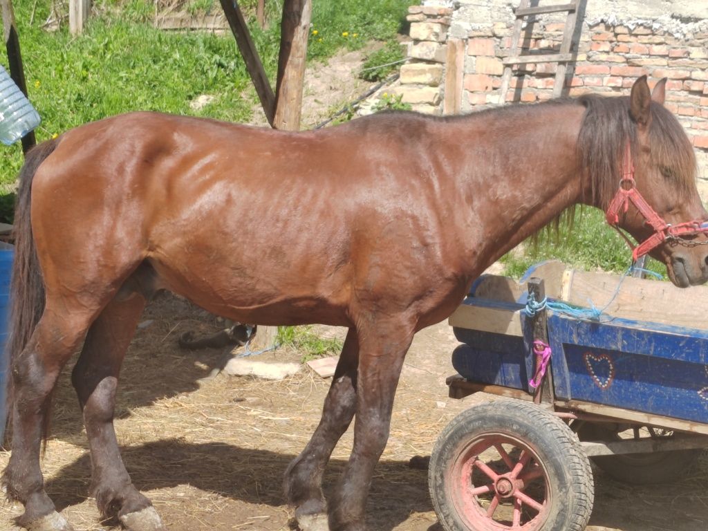 Cai de vanzare un armăsar de 6 ani și un cal castrat de 9 ani