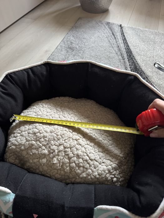 Patut caine sau pisica